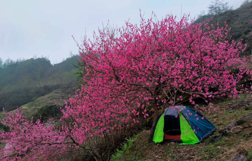 Hà Giang 01 Ngày: “Khám phá Núi Hoa mùa hoa nở”