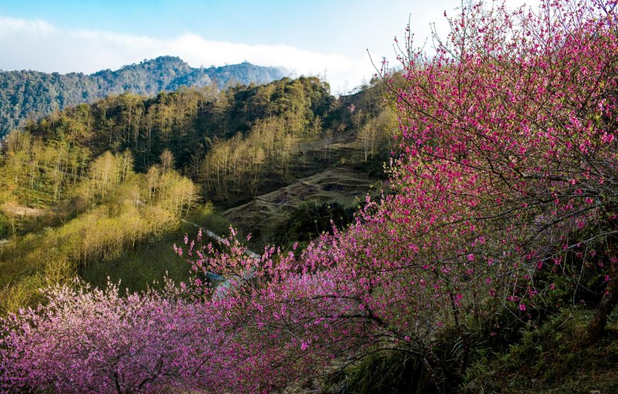 Hà Giang 01 Ngày: “Khám phá Núi Hoa mùa hoa nở”